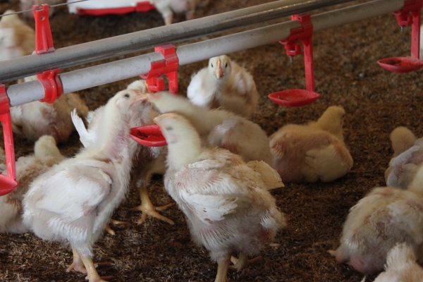 禽用（yòng）飲水