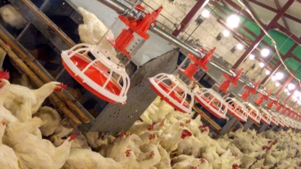 桶式計量公雞料（liào）盤