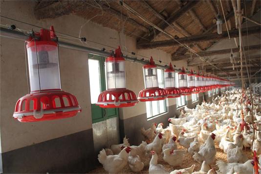 桶式計量公雞料盤（pán）