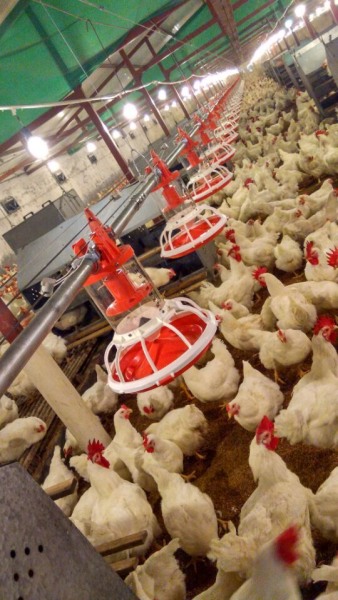 桶式計量（liàng）公雞料盤