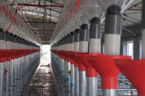 妊娠母豬自動供料係統