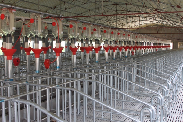 妊娠母豬（zhū）自動供料係統