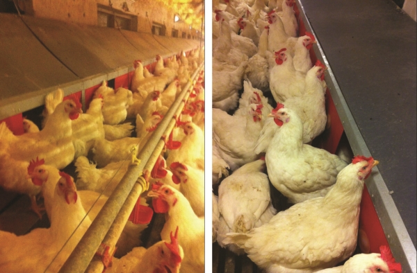 自動集蛋式產蛋箱