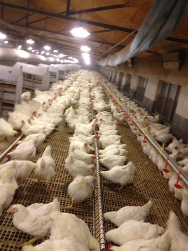 刮板鏈條種雞（jī）喂料機（jī）