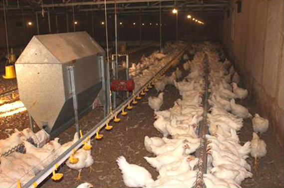 刮板鏈條種雞喂（wèi）料機