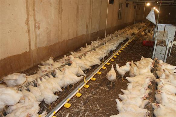 刮板鏈條種雞（jī）喂料機