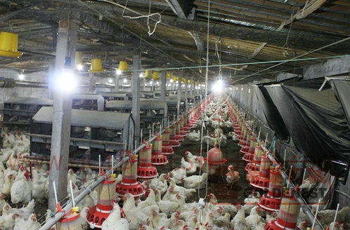 桶式計量種雞料（liào）盤