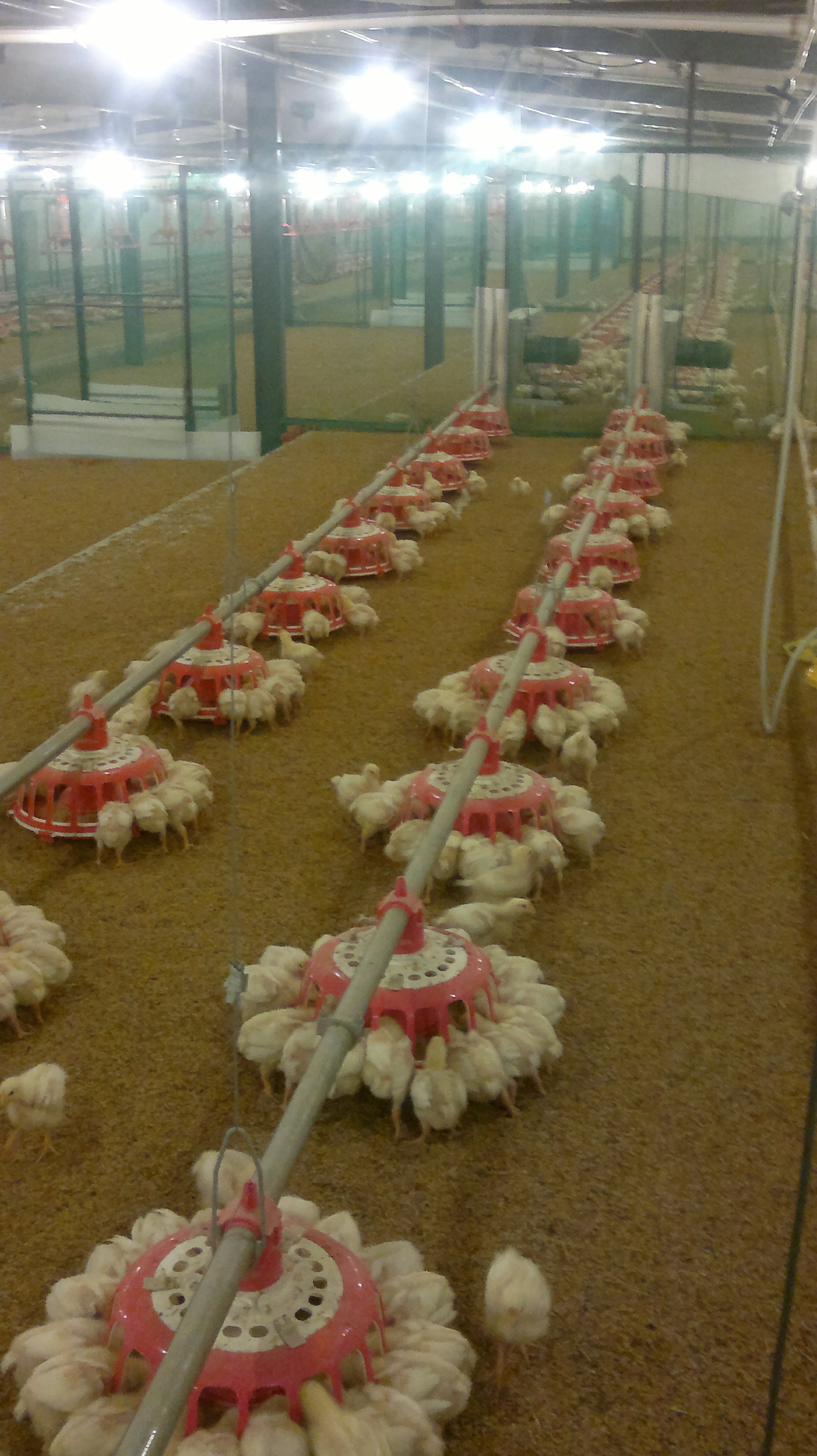 商（shāng）品雞盤式驅動