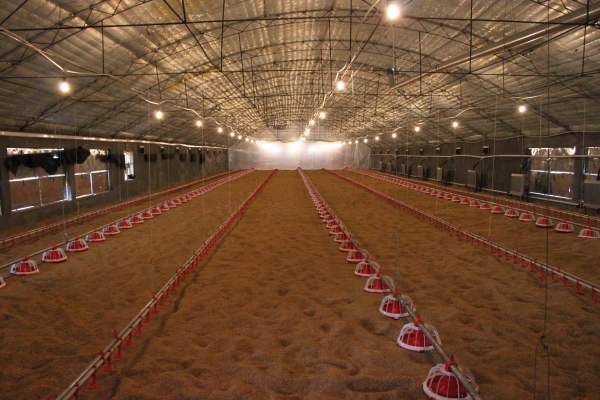 商品雞盤式驅（qū）動