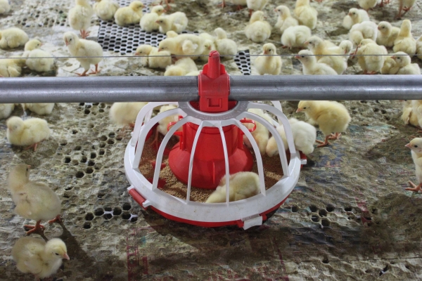 商品雞盤式驅動