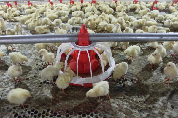 商品雞（jī）盤式驅動